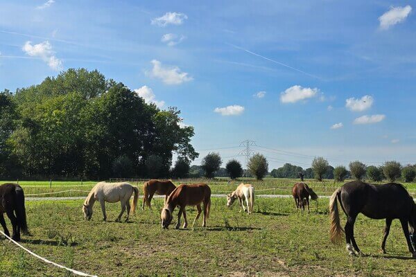 Over Stal Mýrarland
