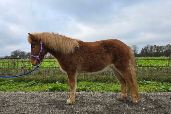IJslandse paarden te koop