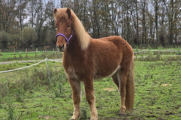 Gungnir frá Gróskuholti