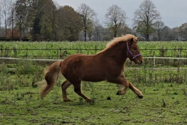 Gungnir frá Gróskuholti