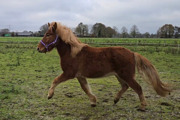 Gungnir frá Gróskuholti