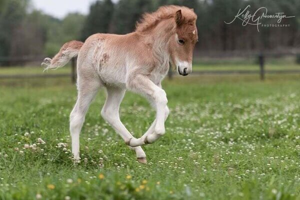 Gungnir frá Gróskuholti