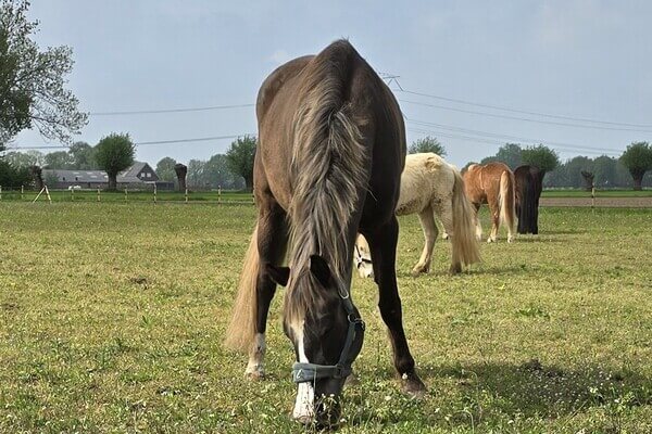 Star’s Silver Heron – Rocky Mountain Horse (RMHA)