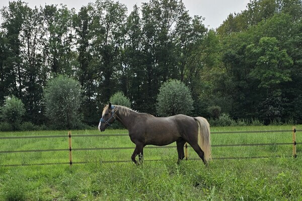 Star’s Silver Heron – Rocky Mountain Horse (RMHA)
