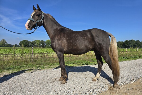 IJslandse paarden te koop