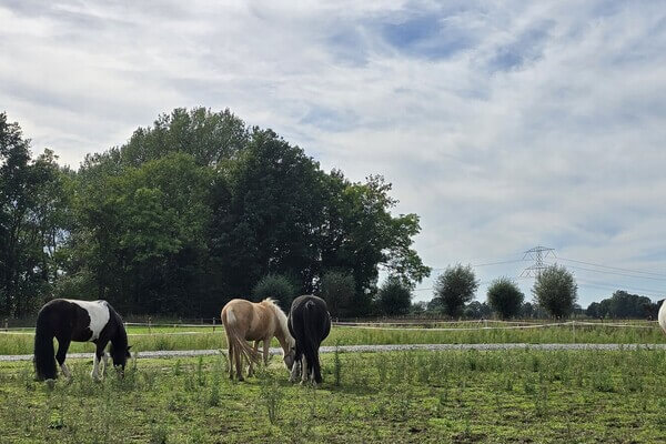 Over Stal Mýrarland