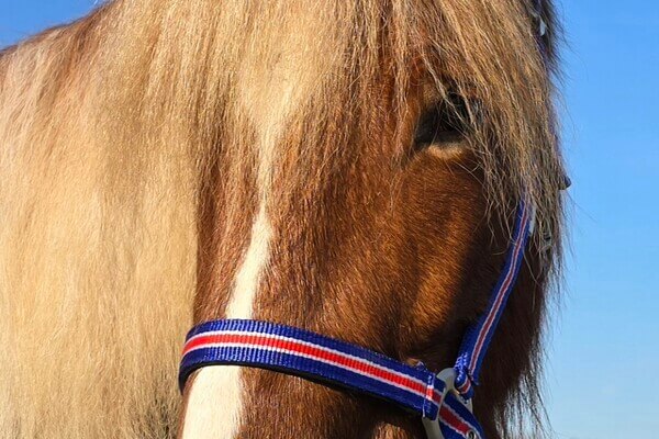 Jóvindur frá Gróskuholti