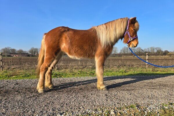 IJslandse paarden te koop