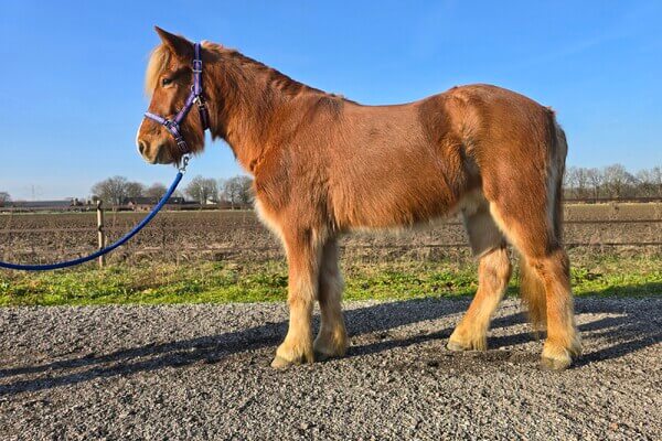 Jóvindur frá Gróskuholti