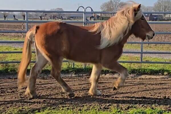Jóvindur frá Gróskuholti