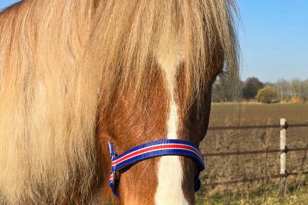 Jóvindur frá Gróskuholti