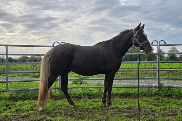 Star’s Silver Heron – Rocky Mountain Horse (RMHA)
