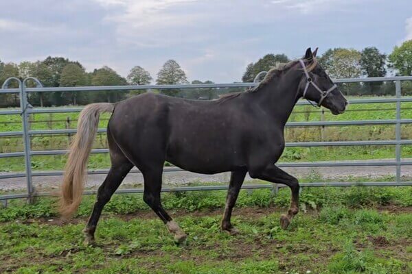 Star’s Silver Heron – Rocky Mountain Horse (RMHA)