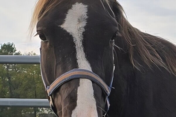 Star’s Silver Heron – Rocky Mountain Horse (RMHA)