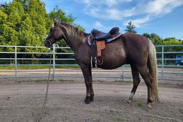 Star’s Silver Heron – Rocky Mountain Horse (RMHA)
