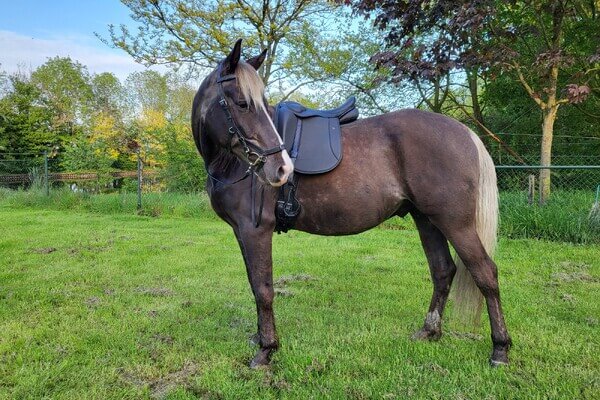 Star’s Silver Heron – Rocky Mountain Horse (RMHA)