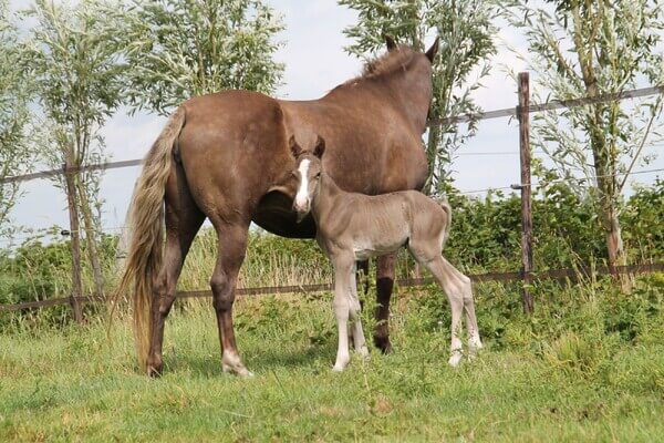 Star’s Silver Heron – Rocky Mountain Horse (RMHA)