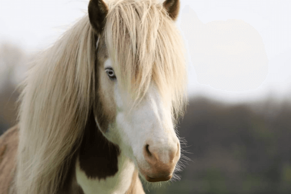 Stal Mýrarland “op de kaart”