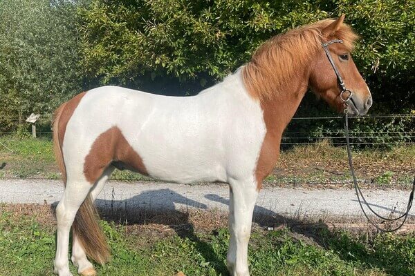 IJslandse paarden te koop
