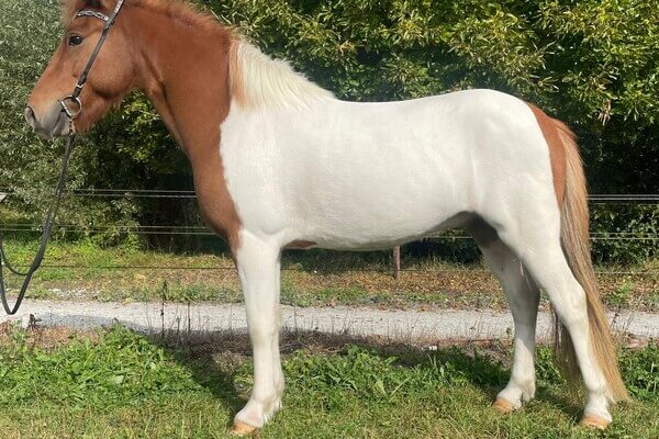 Þorvarður frá Hofi